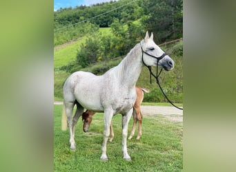 American Quarter Horse, Giumenta, 16 Anni, 157 cm, Grigio