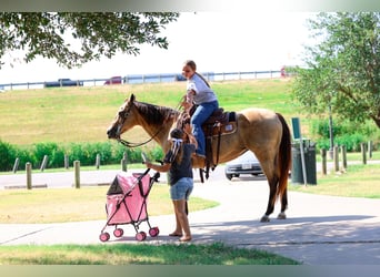 American Quarter Horse, Giumenta, 16 Anni, Pelle di daino