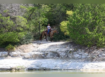 American Quarter Horse, Giumenta, 16 Anni, Pelle di daino