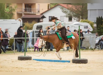 American Quarter Horse, Giumenta, 17 Anni, 148 cm, Baio