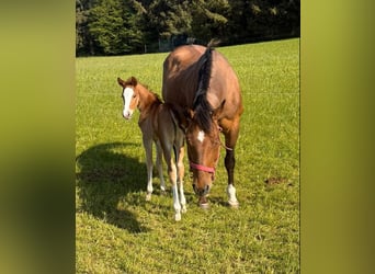 American Quarter Horse, Giumenta, 17 Anni, 150 cm, Baio