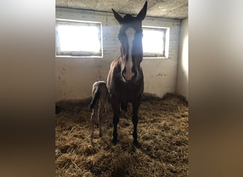 American Quarter Horse, Giumenta, 17 Anni, 150 cm, Baio