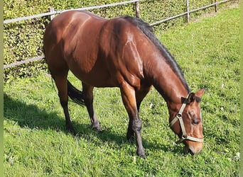 American Quarter Horse, Giumenta, 17 Anni, 150 cm, Baio
