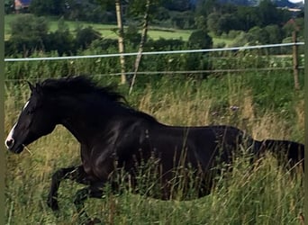 American Quarter Horse, Giumenta, 17 Anni, 150 cm, Morello