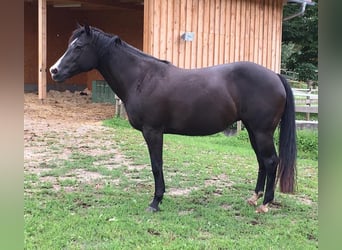 American Quarter Horse, Giumenta, 17 Anni, 150 cm, Morello