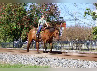 American Quarter Horse, Giumenta, 17 Anni, 152 cm, Red dun