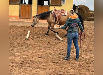 American Quarter Horse, Giumenta, 17 Anni, 154 cm, Pelle di daino