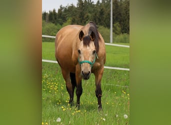 American Quarter Horse, Giumenta, 17 Anni, 154 cm, Pelle di daino