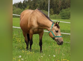 American Quarter Horse, Giumenta, 17 Anni, 154 cm, Pelle di daino