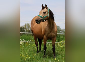 American Quarter Horse, Giumenta, 17 Anni, 154 cm, Pelle di daino