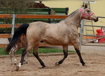 American Quarter Horse, Giumenta, 17 Anni, 154 cm, Pelle di daino