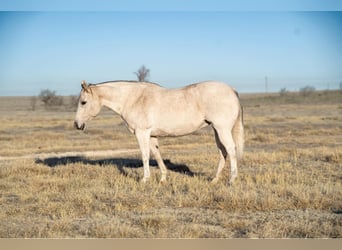 American Quarter Horse, Giumenta, 17 Anni, 155 cm, Grigio