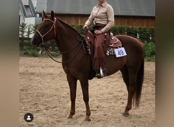 American Quarter Horse, Giumenta, 17 Anni, 155 cm, Sauro