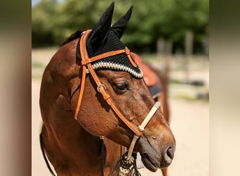 American Quarter Horse, Giumenta, 17 Anni, 155 cm, Sauro