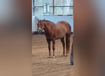 American Quarter Horse, Giumenta, 17 Anni, 155 cm, Sauro