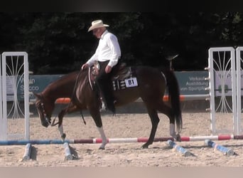 American Quarter Horse, Giumenta, 17 Anni, 155 cm, Sauro scuro