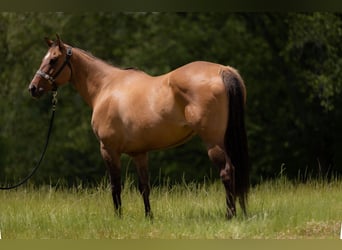 American Quarter Horse, Giumenta, 17 Anni, 157 cm, Falbo