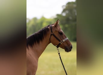 American Quarter Horse, Giumenta, 17 Anni, 157 cm, Falbo