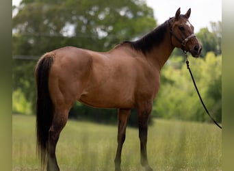 American Quarter Horse, Giumenta, 17 Anni, 157 cm, Falbo