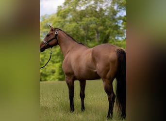 American Quarter Horse, Giumenta, 17 Anni, 157 cm, Falbo