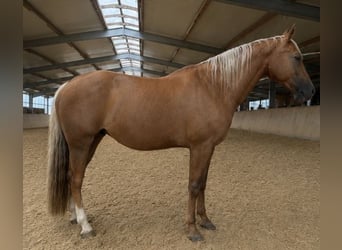 American Quarter Horse, Giumenta, 17 Anni, Palomino