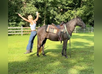 American Quarter Horse, Giumenta, 18 Anni, 142 cm, Baio