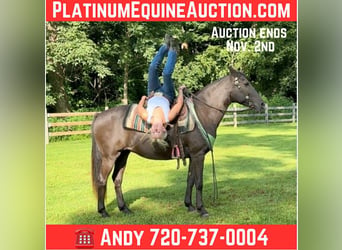 American Quarter Horse, Giumenta, 18 Anni, 142 cm, Baio