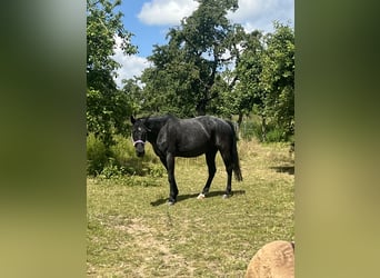 American Quarter Horse, Giumenta, 18 Anni, 145 cm, Leardo