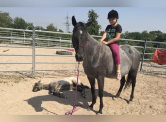 American Quarter Horse, Giumenta, 18 Anni, 145 cm, Leardo