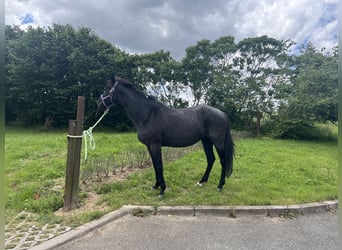 American Quarter Horse, Giumenta, 18 Anni, 145 cm, Leardo