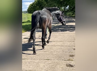 American Quarter Horse, Giumenta, 18 Anni, 145 cm, Leardo