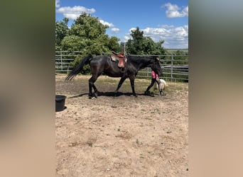 American Quarter Horse, Giumenta, 18 Anni, 145 cm, Leardo