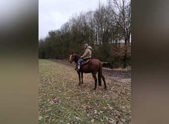 American Quarter Horse, Giumenta, 18 Anni, 149 cm, Sauro