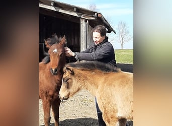 American Quarter Horse, Giumenta, 18 Anni, 149 cm, Sauro