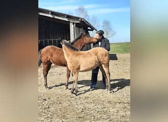 American Quarter Horse, Giumenta, 18 Anni, 149 cm, Sauro