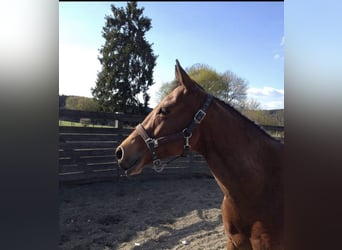 American Quarter Horse, Giumenta, 18 Anni, 150 cm, Baio