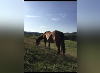 American Quarter Horse, Giumenta, 18 Anni, 150 cm, Baio