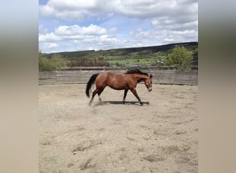 American Quarter Horse, Giumenta, 18 Anni, 150 cm, Baio