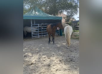 American Quarter Horse, Giumenta, 18 Anni, 150 cm, Baio