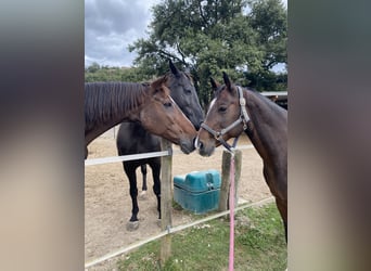 American Quarter Horse, Giumenta, 18 Anni, 150 cm, Baio