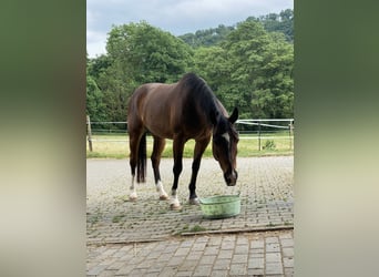 American Quarter Horse, Giumenta, 18 Anni, 150 cm, Baio