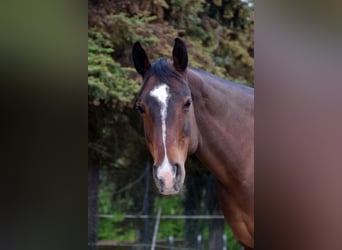 American Quarter Horse, Giumenta, 18 Anni, 150 cm, Baio
