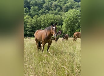 American Quarter Horse, Giumenta, 18 Anni, 150 cm, Baio