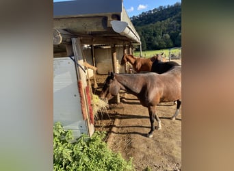 American Quarter Horse, Giumenta, 18 Anni, 150 cm, Baio