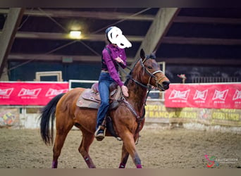 American Quarter Horse, Giumenta, 18 Anni, 150 cm