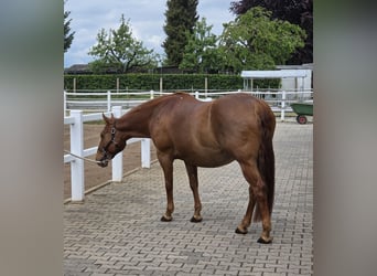 American Quarter Horse, Giumenta, 18 Anni, 150 cm, Sauro scuro