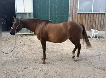 American Quarter Horse, Giumenta, 18 Anni, Sauro ciliegia