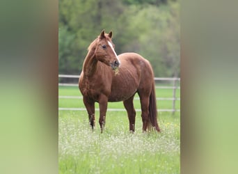American Quarter Horse, Giumenta, 19 Anni, 142 cm, Sauro