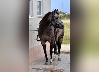 American Quarter Horse, Giumenta, 19 Anni, 147 cm, Pelle di daino
