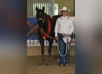 American Quarter Horse, Giumenta, 19 Anni, 150 cm, Sauro scuro